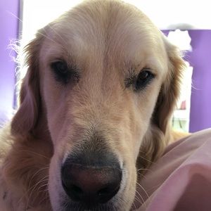 Meet your Posher, Abbey